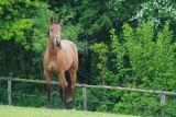 Haras de Royer : photos