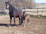 
Haras de Champeix : Athena et Ares Champeix en photos
