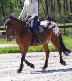 Horse club de Bordeaux : RENTREE 2013/2014