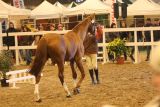 
Haras de Champeix : Poitiers en image
