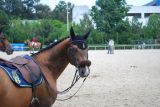 
Haras de Champeix : Jeux M&eacute;diterran&eacute;ens: L'Espagne et Guarana
Champeix m&eacute;daille d'argent!
