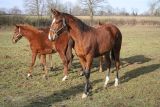 
Haras de Champeix : Guarana toujours l&agrave;!
