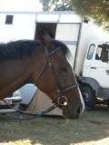 Horse club de Bordeaux :