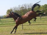 HARAS DE CHENILLAT : Libert&eacute; ch&eacute;rie !!