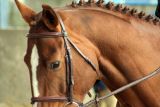 
Haras de Champeix : La m&egrave;re de Milor Champeix de retour au Haras!

