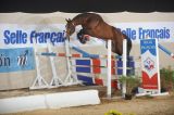 
Haras du Fougeray : Meilleure note au saut en libert&eacute; !
