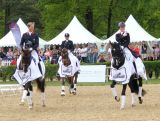 Haras de Hus : Des podiums parmi les Champions Olympiques!