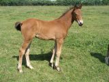 
Haras du Fougeray : Futurs cracks &agrave; na&icirc;tre en 2009 !
