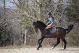 
Haras de Champeix : Des nouvelles d'Or Noir Champeix
