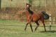 Cheval &agrave; vendre - OUARGLA LA LIZONNE AR - S. Lacarr&eacute;
