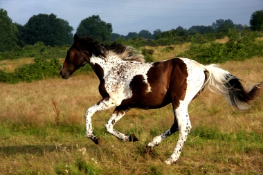 Vision en 2010, yearling