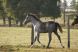 Chevaux &agrave; vendre - BELLA DE RIVERLAND