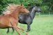 Chevaux &agrave; vendre - QUINTANA LA LIZONNE