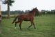 Cheval &agrave; vendre - ALADIN DE RIVERLAND OC