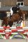Chevaux &agrave; vendre - UREKA