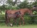 Chevaux &agrave; vendre - AIRELLE D'AUBRAC