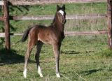 
Haras de Hus : CALIFORNIA DE HUS Z
Z
