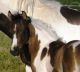 Sallie &eacute;talon - Eyarth Troy Welsh - Bettina par Eyarth Troy - coll priv&eacute;