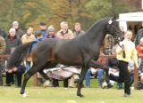 
Haras de Hus : SOLIMAN HAN
