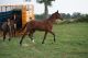 Cheval &agrave; vendre - ALADIN DE RIVERLAND OC