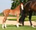 AMADEHUS X FERGAR MAIL X ARGENTINUS