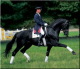 Cheval - DAME DE HUS HAN - DON FREDERICO, son p&egrave;re