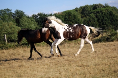 <b>Hélios, 2 ans, août 2019</b>                                                               