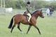 Sallie &eacute;talon - Eyarth Troy Welsh - Cadlan Valley Brigadier par Eyarth Troy - www.anthony-reynolds.net