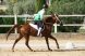 Chevaux &agrave; vendre - PENDJAB LA LIZONNE