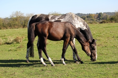 <b>Diamantina foal avec Vision, 2021</b>         