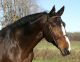 Sallie &eacute;talon - Dauphin de Savinia SFA - Dauphin de Savinia - claise - www.ecuriedelaclaise