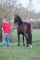 Chevaux - TES CLASS LANDE