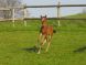 ALYPSA DES BLES