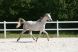 Chevaux &agrave; vendre - PAZYRYK LA LIZONNE