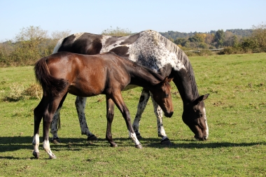 <b>Diamantina foal avec Vision, 2021</b>         