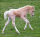 Sallie &eacute;talon - Eyarth Troy Welsh - Beach Boy Diam par Eyarth Troy et Llanarth Minette