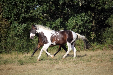 <b>Hélios, 2 ans, août 2019</b>                                                               