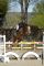 Etalons - believe champblanc