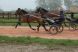Chevaux &agrave; vendre - Aquila Gwen