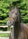 Cheval - ALIDIVA HAN - Alidiva - F. Monneron