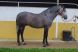 Chevaux &agrave; vendre - ACTIVO XIII