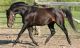 Sallie &eacute;talon - Eyarth Troy Welsh - Northern Cross Achilles par Eyarth Troy - coll priv&eacute;