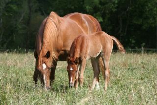 Cheval - AOUDA KERCHA*** AR