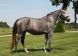 Chevaux &agrave; vendre - CASSIOPEE DE HUS
