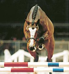 Sallie &eacute;talon - balou du rouet SFA - cr&eacute;dit@Paul Schockemohle