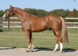 
Haras de Hus : FOR HERO
HAN
