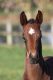 Cheval &agrave; vendre - Bellissima du Soleil SF - Bellissima du Soleil - Domaine du Soleil - www.dreamclic.com
