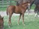 Chevaux &agrave; vendre - BALLERINE D''AUBRAC