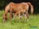 Cheval - AOUDA KERCHA*** AR