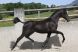 Chevaux &agrave; vendre - ADORADA.ER
